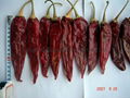 American Red Chilli 1