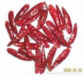 Tianying Chili