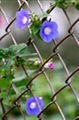 chain link fencing 2