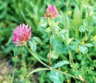 Red Clover Extract Isoflavones HPLC