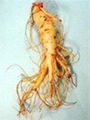 Ginseng Root Extract Ginsenosides