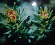 Rhodiola Rosae P. E 5% Rosavins3% Salidroside