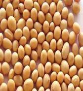 Soy bean Extract 40% Isoflavines