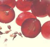 Grape seed Extract 95% OPC 