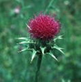 Milk Thistle Extract