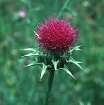 Milk Thistle Extract