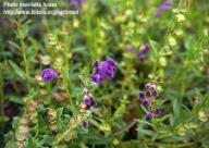 Scutellaria baicalensis Extract