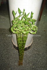 Sprial Lucky Bamboo