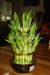 lucky bamboo