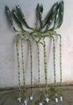 lucky bamboo  4