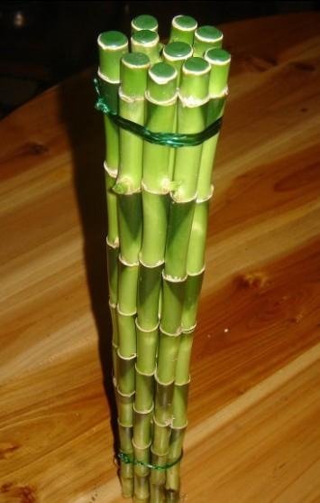 straight lucky bamboo