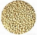 blanched peanut kernels 1