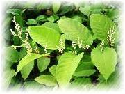 Polygonum Cuspidatum P.E./Resveratrol