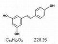 Polygonum Cuspidatum P.E./Resveratrol 2