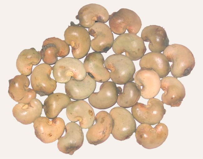 Raw Cashew Nuts