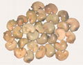 Raw Cashew Nuts