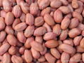 peanut kernel 1