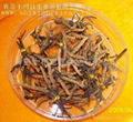 cordyceps sinensis 1