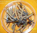 cordyceps sinensis