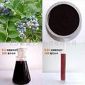 Bilberry Extract 10%,15%,25% Anthocyanidins 2