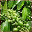 Green Coffee Bean Extract