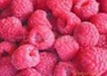 red raspberry   anthocyanin