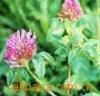 Red clover P.E 1