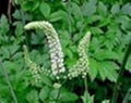 Black Cohosh P.E