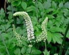 Black Cohosh P.E