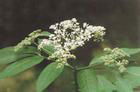 elderberry  anthocyanin