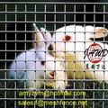 sell welded wire mesh 1