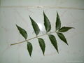 Neem seeds Neem leaves 1