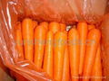 fresh carrot