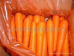 fresh carrot