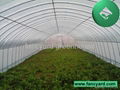 Greenhouse,Green House,House Green,Economical Plastic Tunnel Greenhouse 1