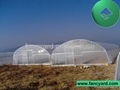 Economical Plastic Tunnel Greenhouse