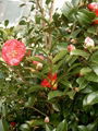 CAMELLIA JAPONICA 2