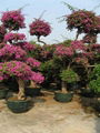 BOUGAINVILLEA SPECTABILIS