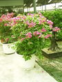 BOUGAINVILLEA SPECTABILIS 2