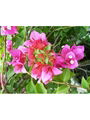 BOUGAINVILLEA SPECTABILIS 3