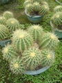 Echinocactus grusonii 2