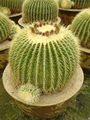 Echinocactus grusonii 3