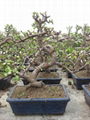 PORTULACARIA AFRA small bonsai 1