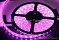 5050SMD 30LEDs per meter flexible led strip light 