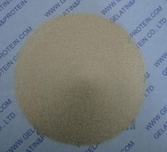 Pork Skin Gelatin (GPEG10-088)