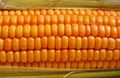 Yellow Maize