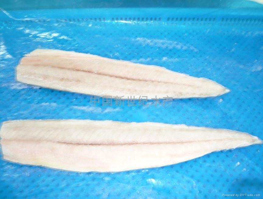 spanish mackerel series products 2