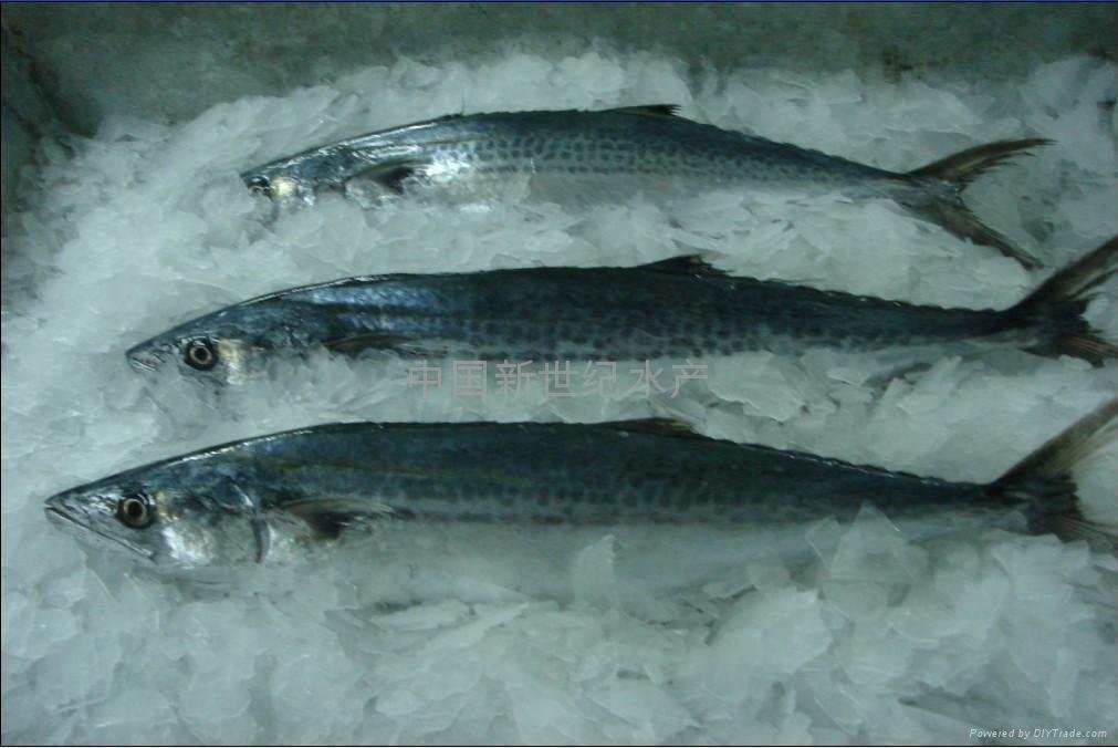 spanish mackerel series products 3