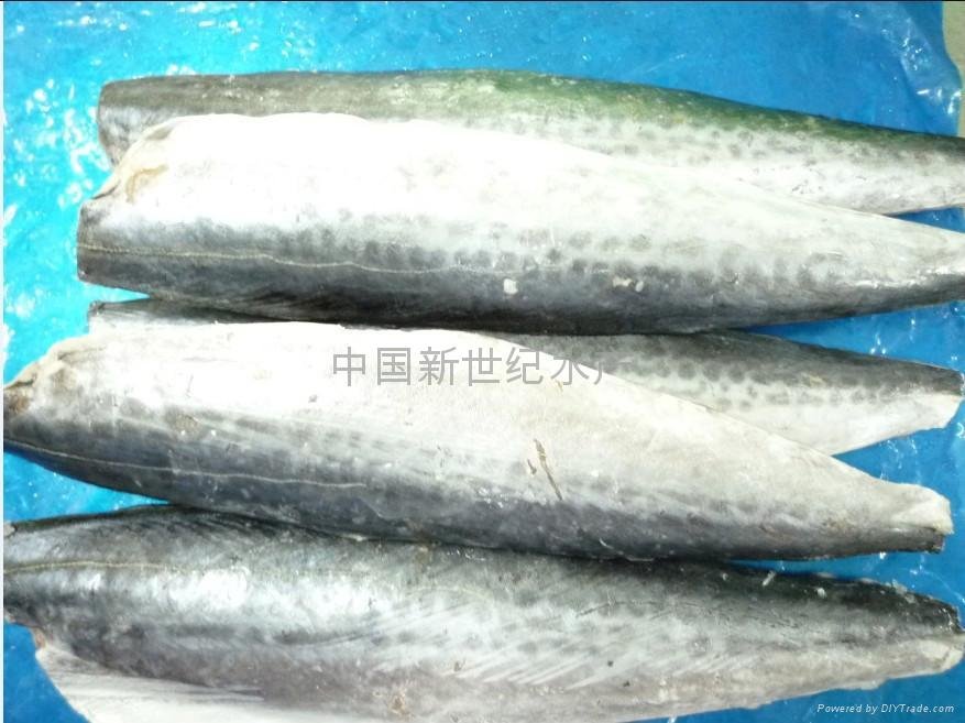 spanish mackerel series products 4