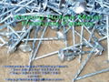 Galvanized roofing nail